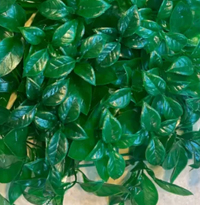 گرین وال برگ پرتقالی